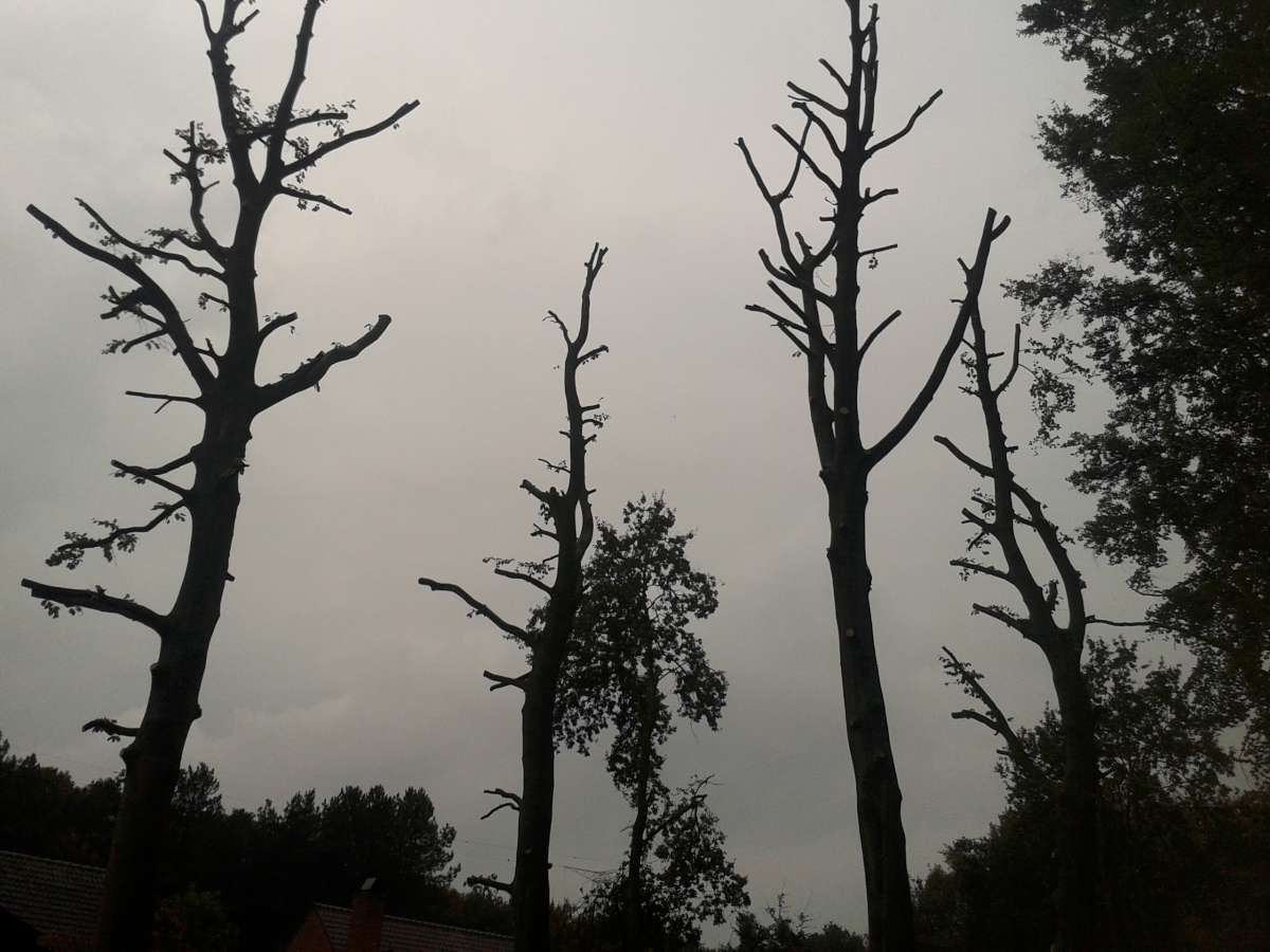 boomkwekers Oostkamp tuinen van dorpe